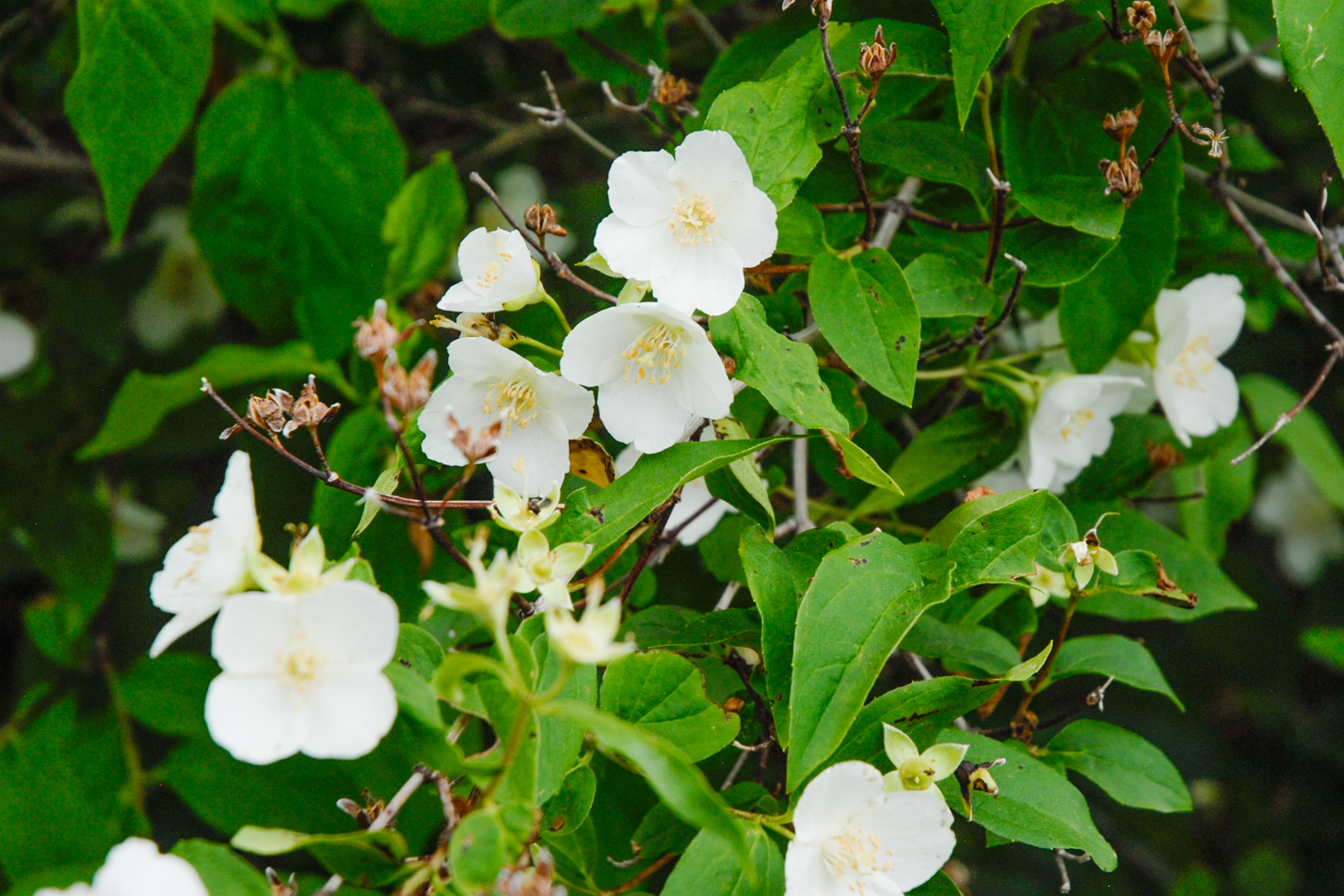 Cheyenne Mock Orange